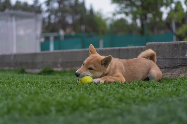 Cachorro Perro Raza Shiba Inu Jugando —  Fotos de Stock