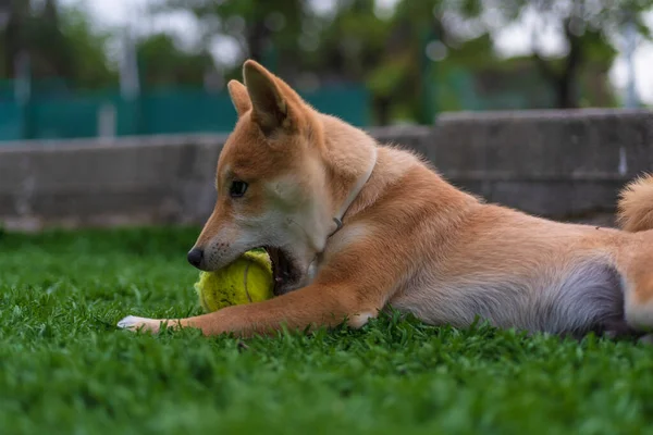 Cachorro Perro Raza Shiba Inu Jugando — Stock Photo, Image