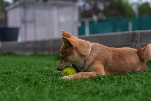 Cachorro Perro Raza Shiba Inu Jugando — Stockfoto