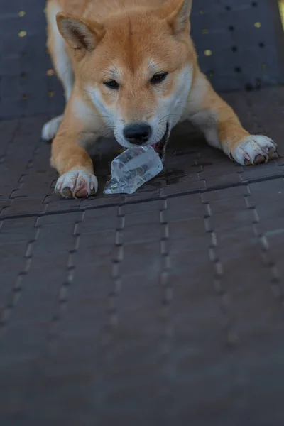 Cachorro Perro Raza Shiba Inu Jugando — Foto de Stock