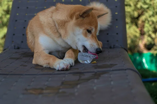 Cachorro Perro Raza Shiba Inu Jugando — 图库照片