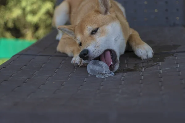 Cachorro Perro Raza Shiba Inu Jugando — Photo