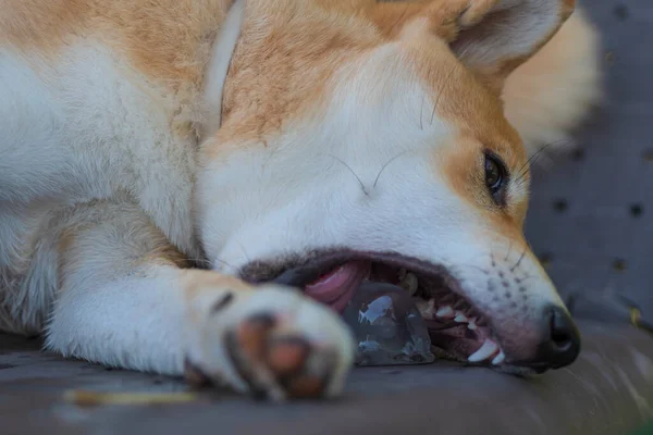 Cachorro Perro Raza Shiba Inu Jugando — Stok fotoğraf