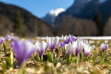 Crocus Alp Vadisi 'nde çiçek açıyor.