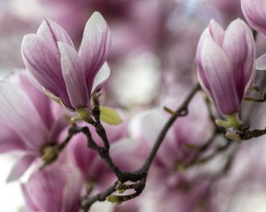 Salzburg parkında muhteşem manolya çiçekleri