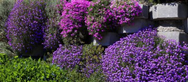 Duvarda çiçek açan parlak zemin örtüsü bitkileri