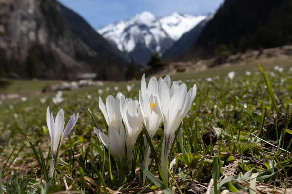 Narin beyaz timsahlar karla kaplı dağların arka planında