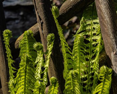 Genç eğreltiotu, tahta bir çitin yanında.