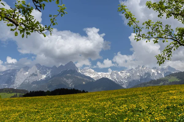 Rural landscape with a flowering field against the backdrop of snowy mountains, Austria, Alps — Stock Photo, Image