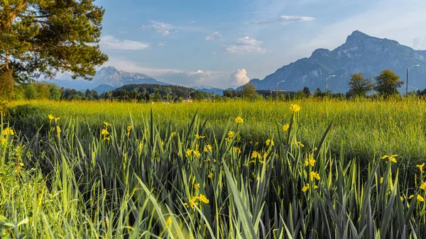 Paesaggio, campo verde con iridi gialle sullo sfondo delle montagne alpine — Foto Stock