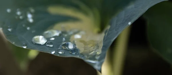 Rainwater Drops Sparkle Wide Hosta Leaf Macro Shot High Quality — Stock Photo, Image