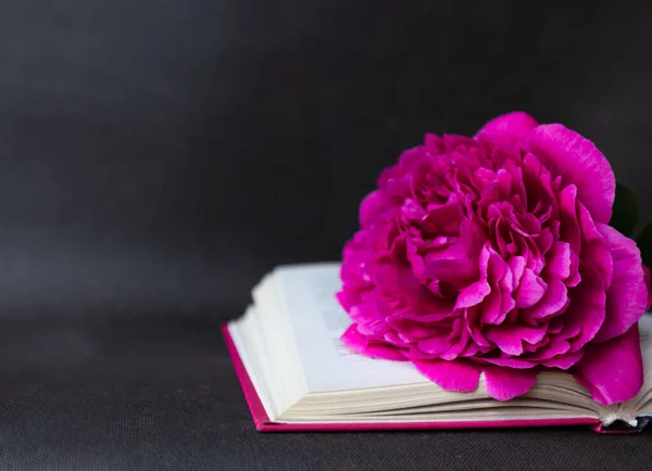 Yer imi olarak şakayığı olan açık bir kitap karanlık bir arka planda yer alır, metin için alan, favori hobi olarak kitap okumak, boş zaman kavramı, yeni bilgi, romantik ruh hali, okuma aşkı