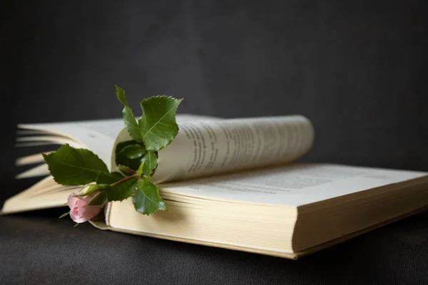Bir gül goncası açık bir kitabın üzerinde yatar, kitap ayracı olarak kullanılır, favori bir hobi olarak kitap okur, boş zaman kavramı, yeni bilgi, romantik ruh hali