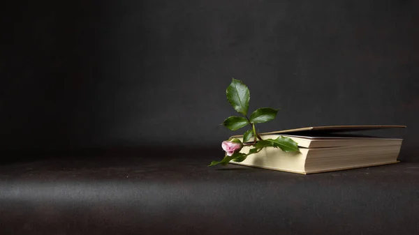 Bir gül goncası bir kitabın sayfaları arasında yatar, favori bir hobi olarak kitap okumak, boş zaman konsepti, yeni bilgi, romantik ruh hali