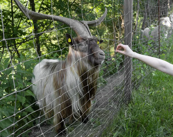 Goat Long Hair Clear Eyes Stands Fence Farming Pet High — Stock Photo, Image