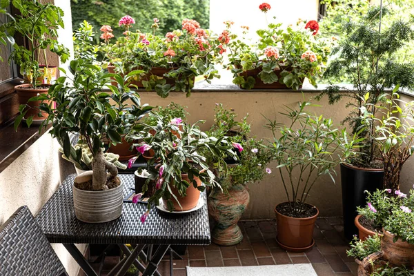 İyi korunmuş balkon, bir sürü saksıyla dolu. Çok katlı bir binada bir daire. Yüksek kalite fotoğraf