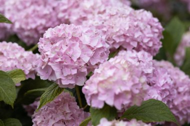 Inflorescences of pink varietal large-leaved hydrangea. High quality photo