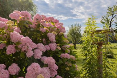 A bush of a pink varietal large-leaved hydrangea against the background of the sky and a tree. High quality photo