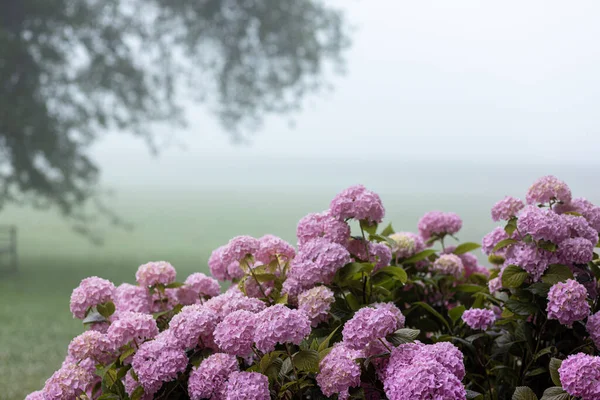 Inflorescences of pink varietal large-leaved hydrangea against the background of morning mist. High quality photo