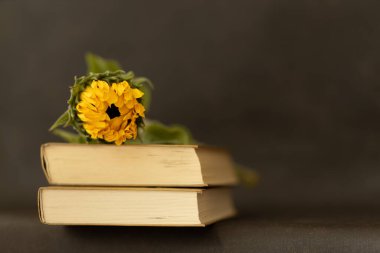 unopened sunflower lies on a stack of books. High quality photo
