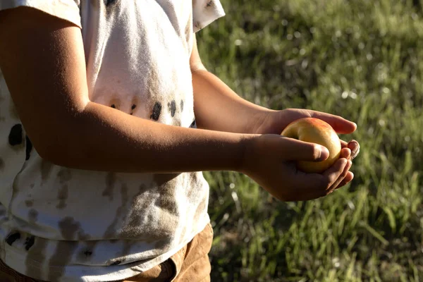 Child holding a ripe apple. He stands on a green field. High quality photo
