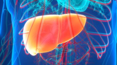 İnsan İç Sindirim Organı Anatomisi. Üç Boyut