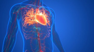 İnsan Dolaşım Sistemi Kalp Anatomisi. Üç Boyut