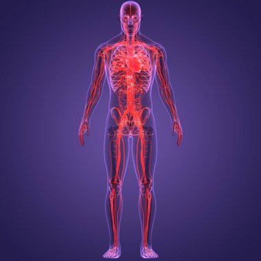 İnsan Dolaşım Sistemi Kalp Anatomisi. Üç Boyut