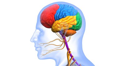 İnsan Merkezi Sinir Sistemi Beyin Anatomisi. 3d