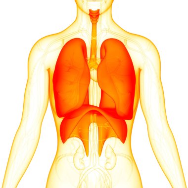 İnsan Solunum Sistemi Akciğerleri Anatomisi. Üç Boyut