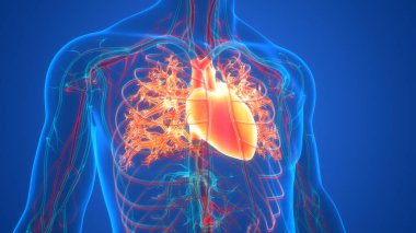 İnsan Dolaşım Sistemi Kalp Anatomisi. Üç Boyut