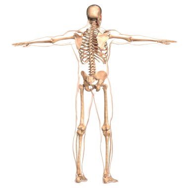 İnsan iskeleti kemik eklemleri anatomisi. Üç Boyut