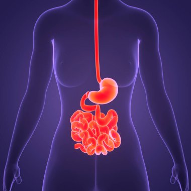 İnsan Sindirim Sistemi Anatomisi. Üç Boyut