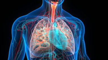 İnsan Solunum Sistemi Akciğerleri Anatomisi. Üç Boyut