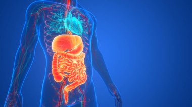 İnsan Sindirim Sistemi Anatomisi. Üç Boyut