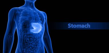 İnsan sindirim sistemi mide anatomisi. Üç Boyut