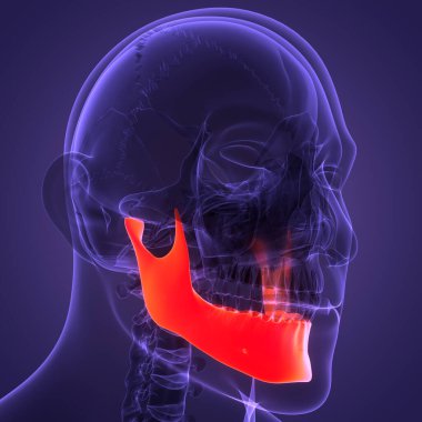İnsan İskelet Sistemi Kafatası Kemiği Alt Çene Anatomisi. Üç Boyut