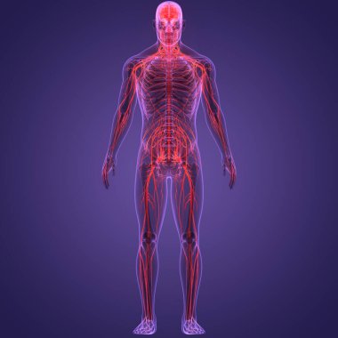 İnsan Sinir Sistemi Beyin Anatomisi Merkezi Organı. Üç Boyut