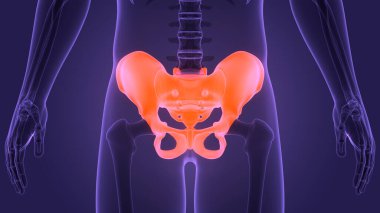 İnsan iskelet sistemi pelvik korse eklemi anatomisi. Üç Boyut