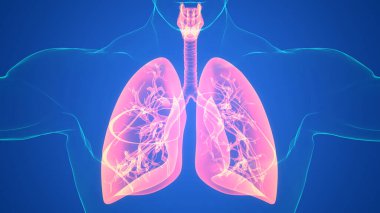 İnsan Solunum Sistemi Akciğerleri Anatomisi. Üç Boyut