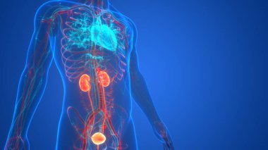 İdrar torbası anatomisi olan insan böbrekleri. Üç Boyut