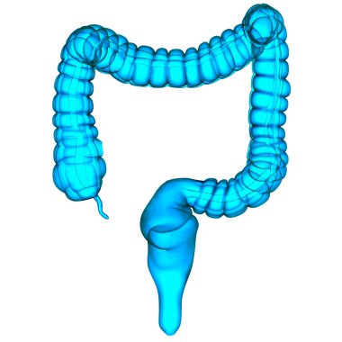 İnsan Sindirim Sistemi Anatomisi. Üç Boyut