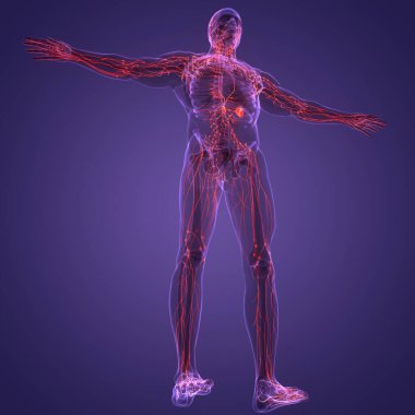 İnsan iç sistemi lenf düğümleri anatomisi. Üç Boyut