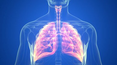 İnsan Solunum Sistemi Akciğerleri Anatomisi. Üç Boyut