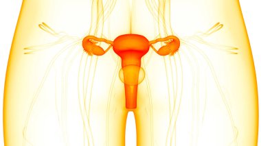 Sinir sistemi anatomisi olan kadın üreme sistemi. Üç Boyut