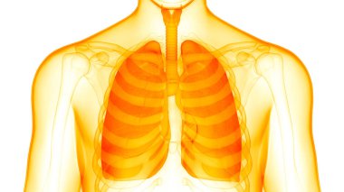 İnsan Solunum Sistemi Akciğerleri Anatomisi. Üç Boyut