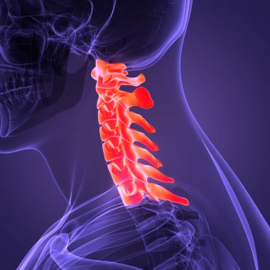 İnsan İskelet Sistemi Anatomisi 'nin Omurilik Kolonu Servikal Omurgası. Üç Boyut