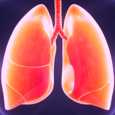 İnsan Solunum Sistemi Akciğerleri Anatomisi. Üç Boyut