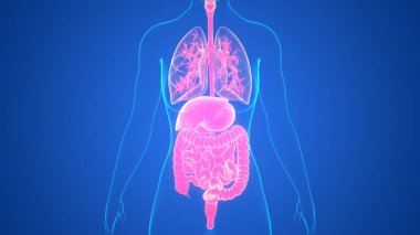 İnsan Sindirim Sistemi Anatomisi. Üç Boyut