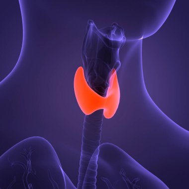 İnsan Vücut Bezleri Tiroit Bezi Anatomisi. Üç Boyut